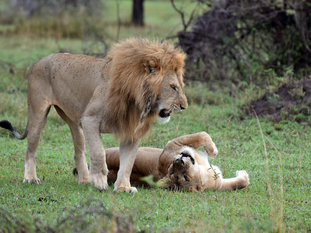 犀牛|为了保护黑犀牛，肯尼亚动物保护部门为狮子植入避孕药