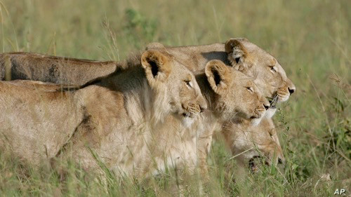 犀牛|为了保护黑犀牛，肯尼亚动物保护部门为狮子植入避孕药