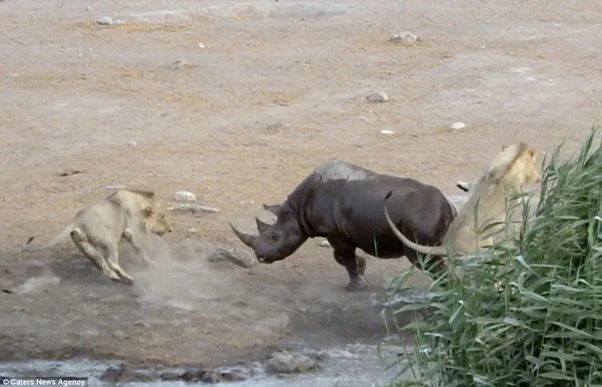 犀牛|为了保护黑犀牛，肯尼亚动物保护部门为狮子植入避孕药