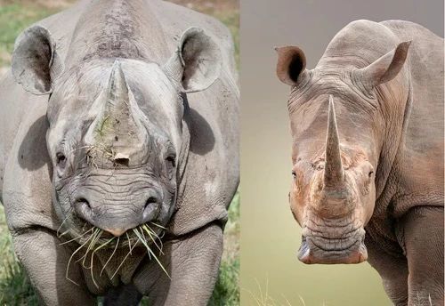 犀牛|为了保护黑犀牛，肯尼亚动物保护部门为狮子植入避孕药