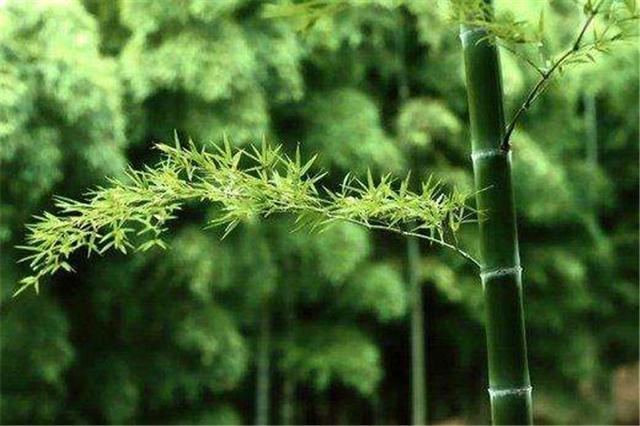 竹子|读懂了“竹子定律”，你离悟道就不远了