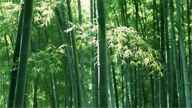 竹子|读懂了“竹子定律”，你离悟道就不远了