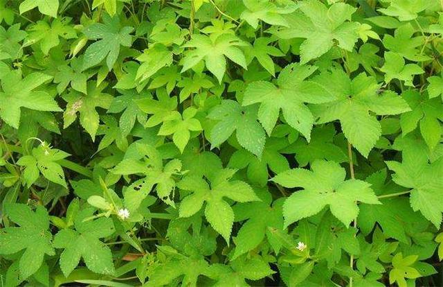 葎草|割人藤，碰上就火辣辣地痛，牛羊为何喜欢吃它？造纸制皂也能用它