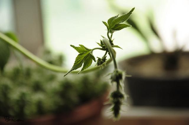 葎草|割人藤，碰上就火辣辣地痛，牛羊为何喜欢吃它？造纸制皂也能用它