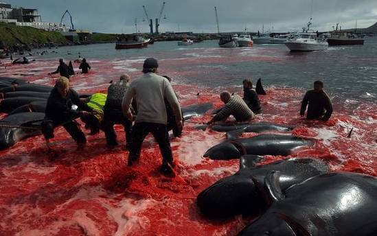法罗群岛|法罗群岛渔民残忍捕杀250头鲸鱼，海水全被染成血红色