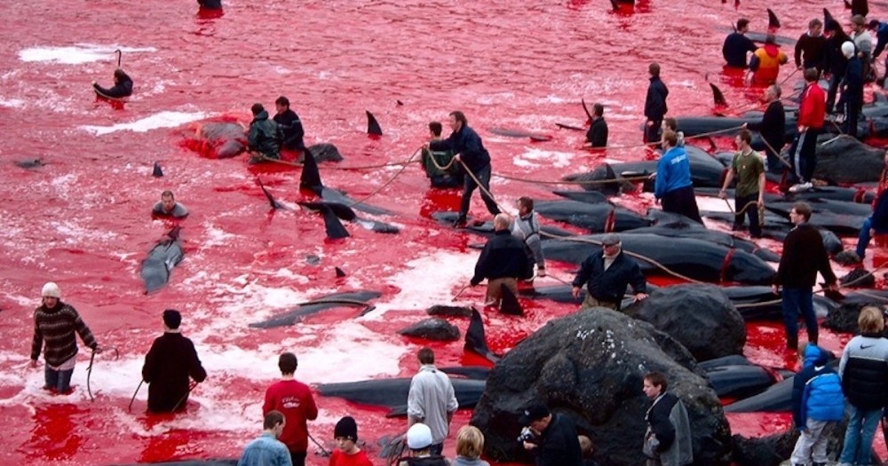 法罗群岛|法罗群岛渔民残忍捕杀250头鲸鱼，海水全被染成血红色