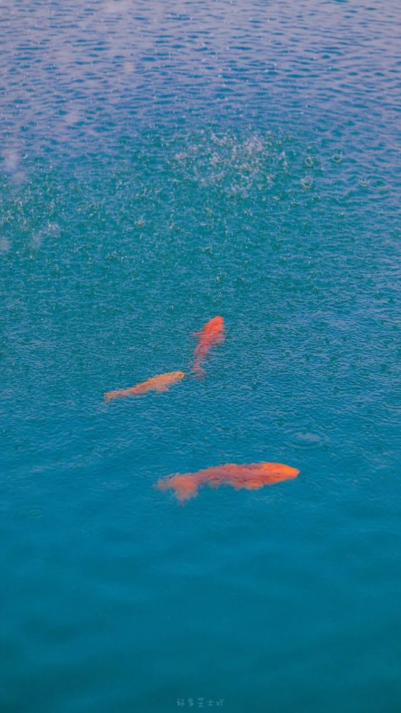 壁纸|周末刷个存在感