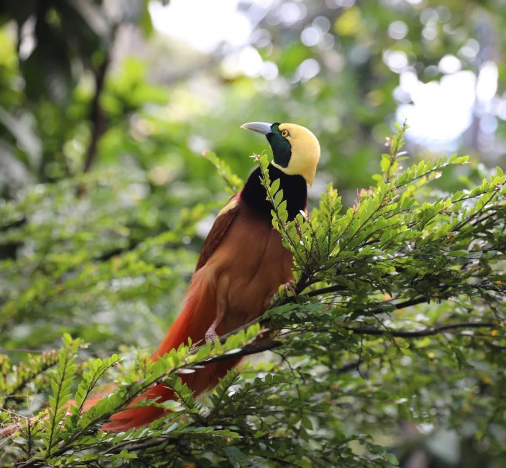 亚太经合组织|实现APEC梦的友谊之路
