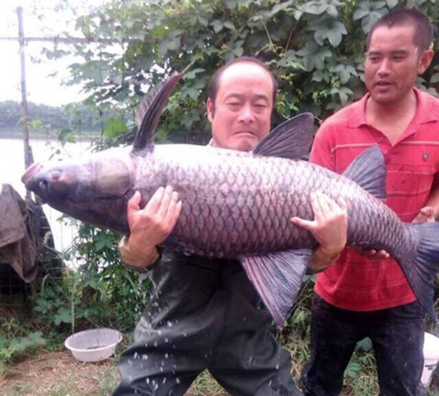 螺螄釣餌這樣做水庫釣獲青魚這種大魚能不能吃