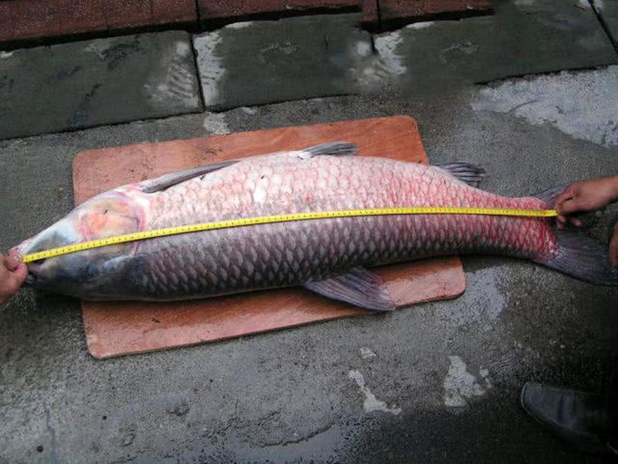 螺蛳钓饵这样做 水库钓获青鱼 这种大鱼能不能吃 腾讯新闻