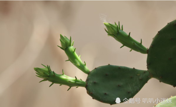 仙人掌這種植物,又稱為仙巴掌,觀音掌,火掌等等,都是仙人掌科植物.