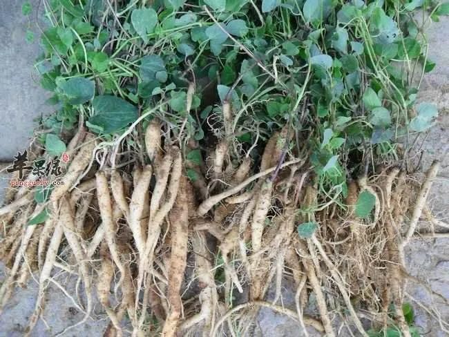 上党人参由于药效奇佳,在唐宋时期被大量采掘,如《唐新修本草》中曾述