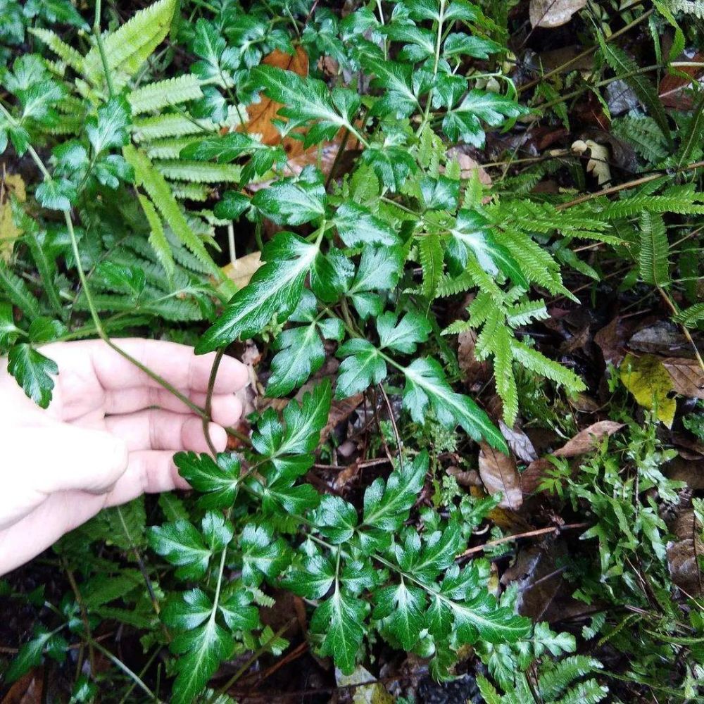 华东名贵药材明党参