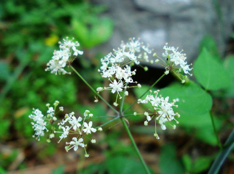 华东名贵药材明党参