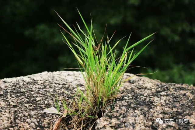 【花花上酸菜】月满西楼 文选《野草|大树|文学|野草