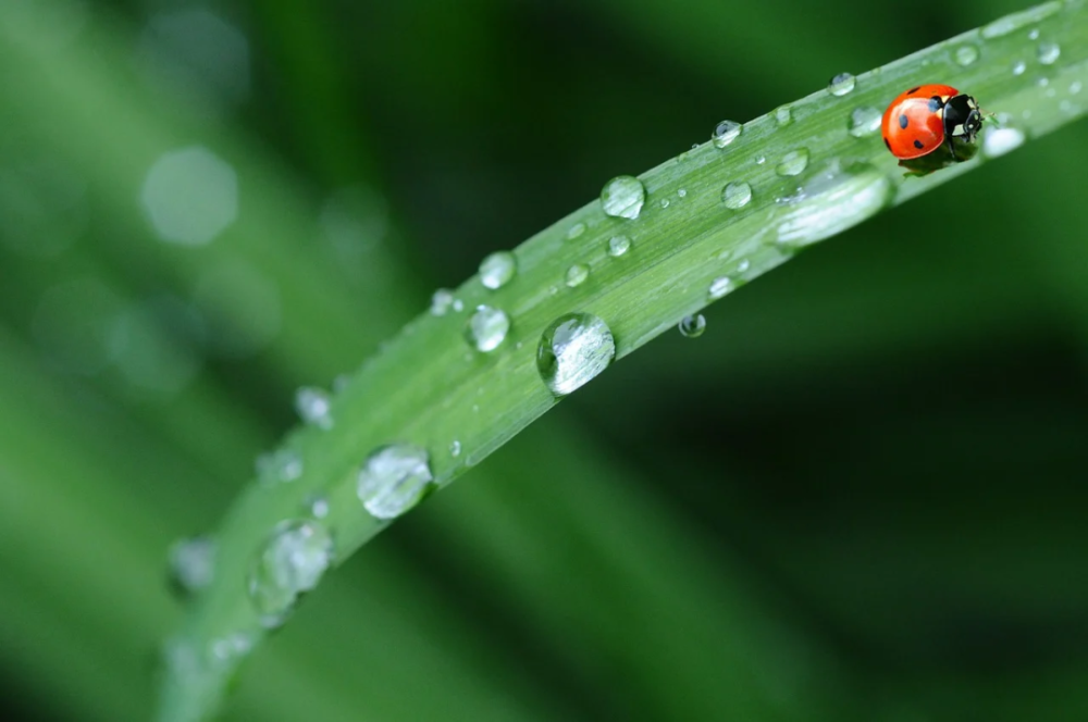 湿气|入伏是“祛湿”最佳时间！中医教你3招判断是否湿气重