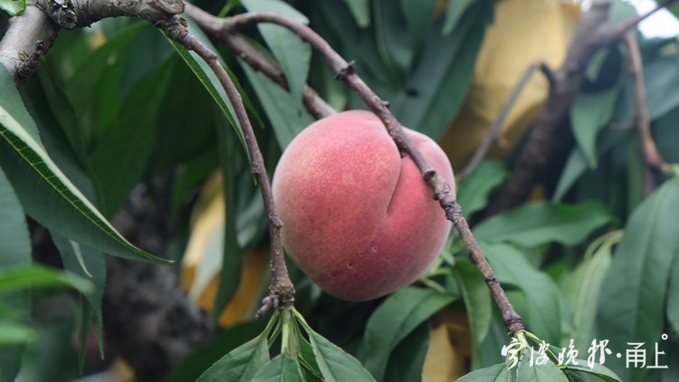 出了宁波宁海县城,开车沿着公路径直往东,看到醒目的"桃花源里"路牌