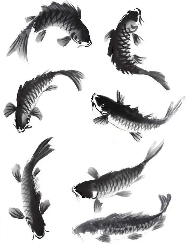 鲤鱼基本画法