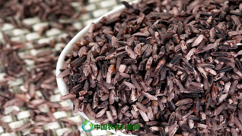 户外天堂武功山!一县一品,江西芦溪县农特产品紫红米