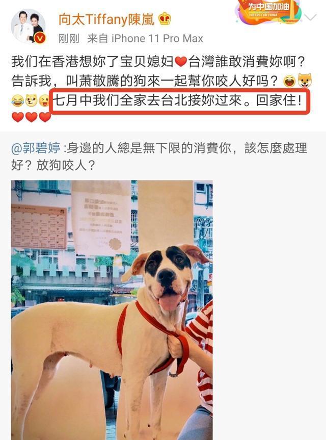 郭碧婷|向太官宣郭碧婷怀孕：你们也是如我们愿在36岁生个鼠宝宝给我们