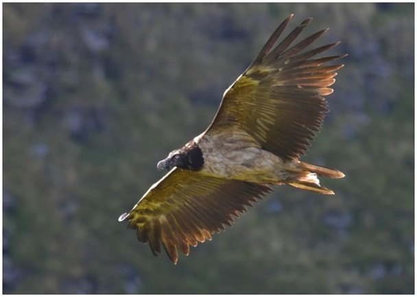 超稀有鹫鸟现身英国家公园,大批观鸟迷前往留影!