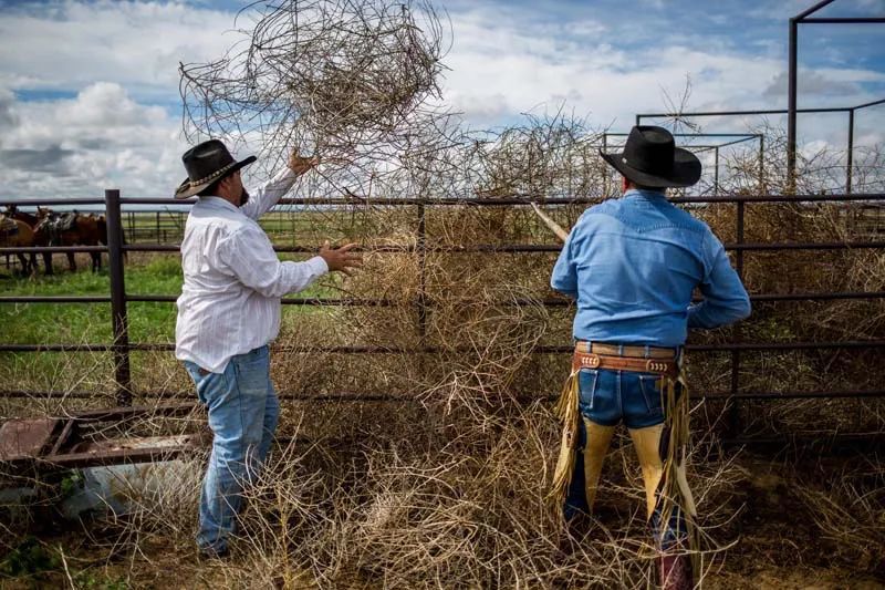 加利福尼亚州|【世界博览】风滚草，是美食还是灾难？