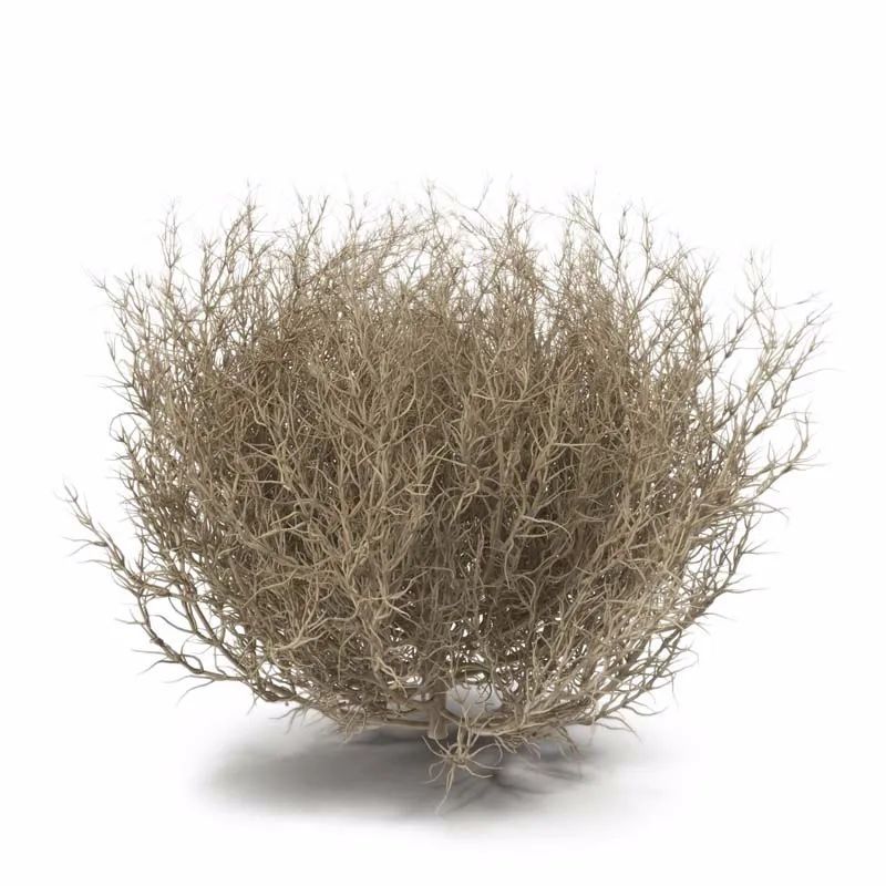 加利福尼亚州|【世界博览】风滚草，是美食还是灾难？