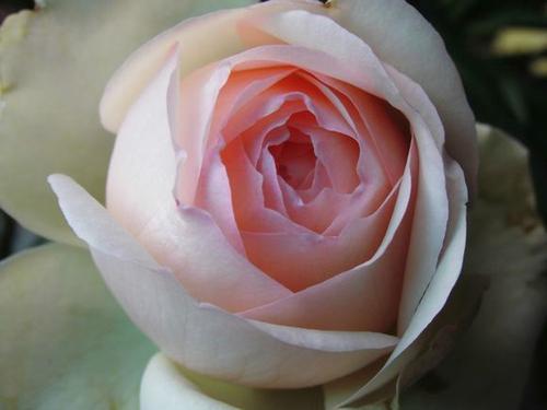 蒙娜丽莎月季给人以清新淡雅脱俗之感如何养护蒙娜丽莎月季