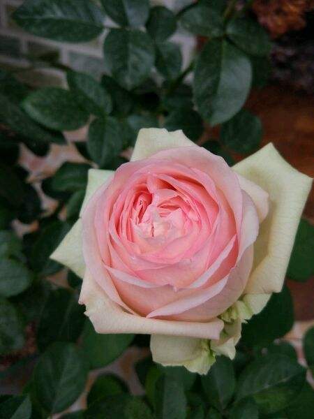 蒙娜丽莎月季给人以清新淡雅脱俗之感,如何养护蒙娜丽莎月季?