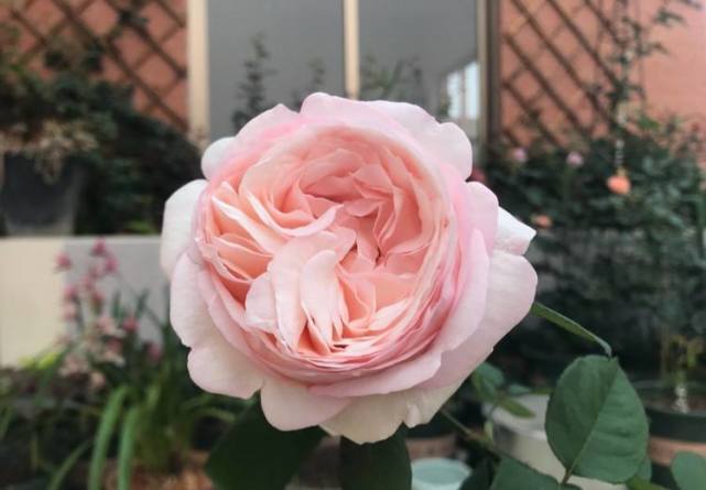 蒙娜丽莎月季给人以清新淡雅脱俗之感,如何养护蒙娜丽莎月季?