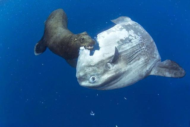 翻车鱼|翻车鱼被当大饼啃也不逃跑，为什么还没灭绝？