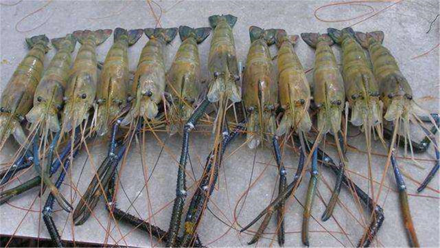 杭州暴雨后,河道内出现湄公河巨虾重达1斤,钓鱼人已钓到