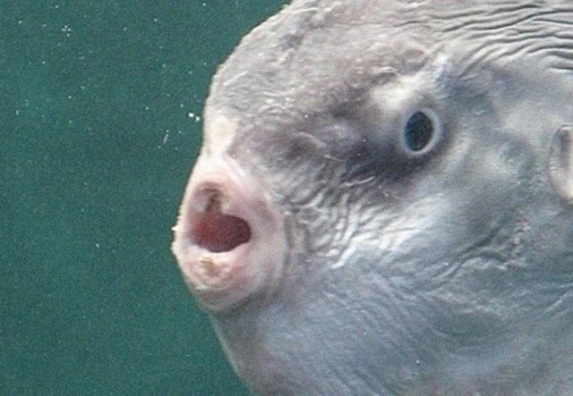 翻车鱼|翻车鱼被当大饼啃也不逃跑，为什么还没灭绝？