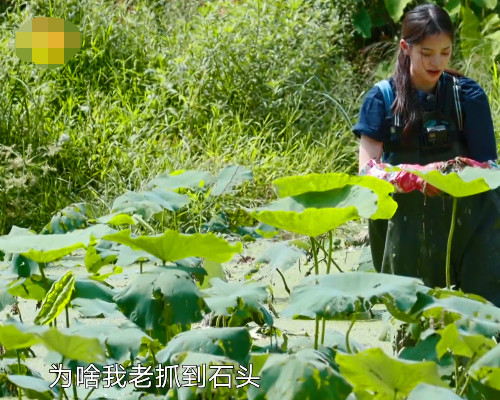 向往的生活摆拍有多明显?张子枫只站在摄像机前挖藕,真当观众看不见