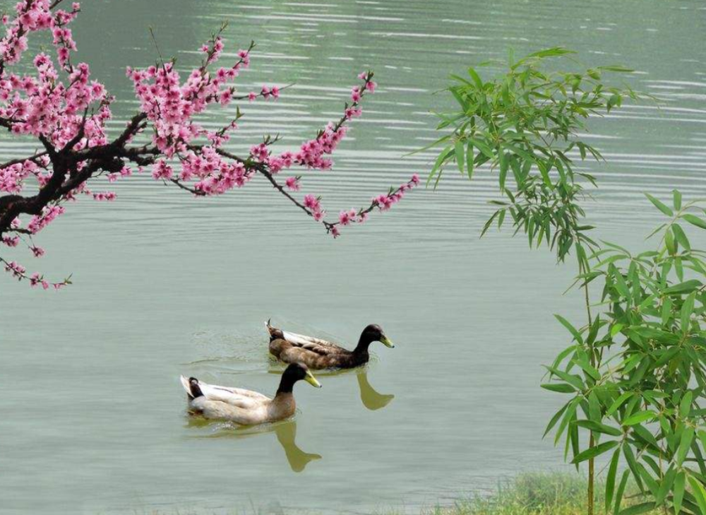 著名学者点评苏轼的春江水暖鸭先知:只有