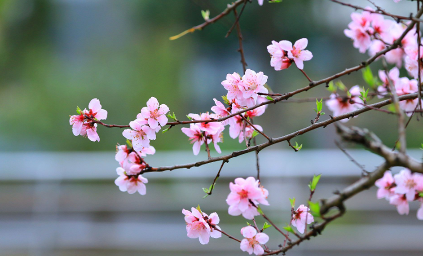 苏轼|著名学者点评苏轼的“春江水暖鸭先知”：只有鸭知，鹅就不知吗？
