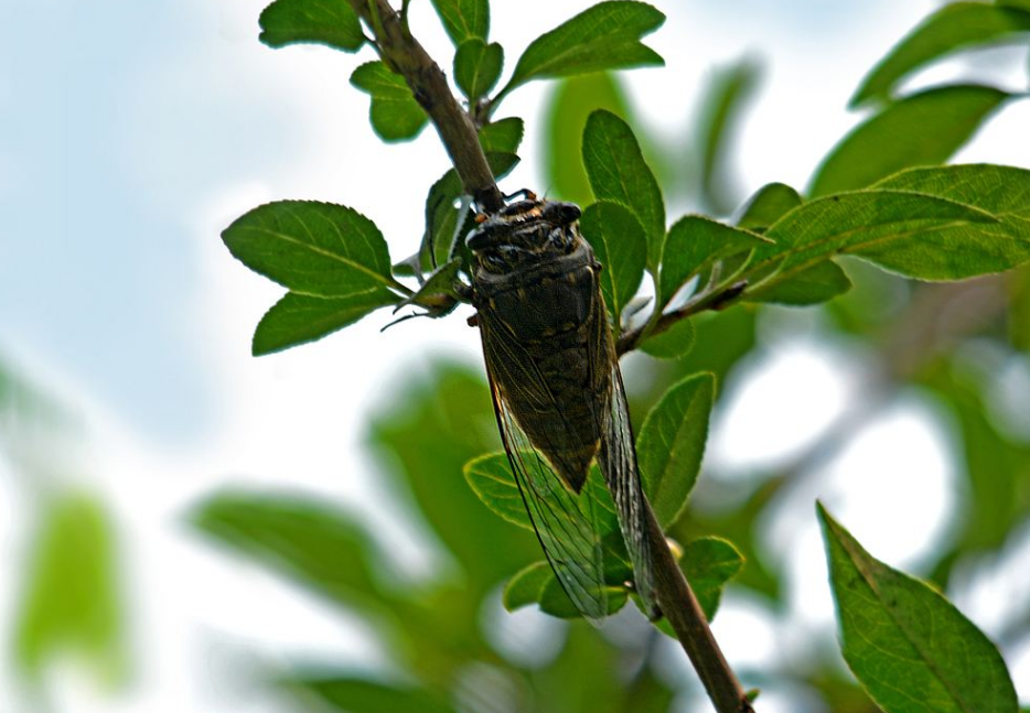 苏轼|著名学者点评苏轼的“春江水暖鸭先知”：只有鸭知，鹅就不知吗？