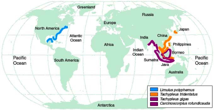 药物|活了 3 亿年，全球药物研发都离不开它，却被中国人端上餐桌