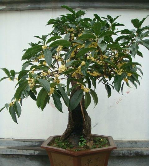 桂花香气浓郁 深受人们喜爱 桂花盆栽如何养护 腾讯新闻