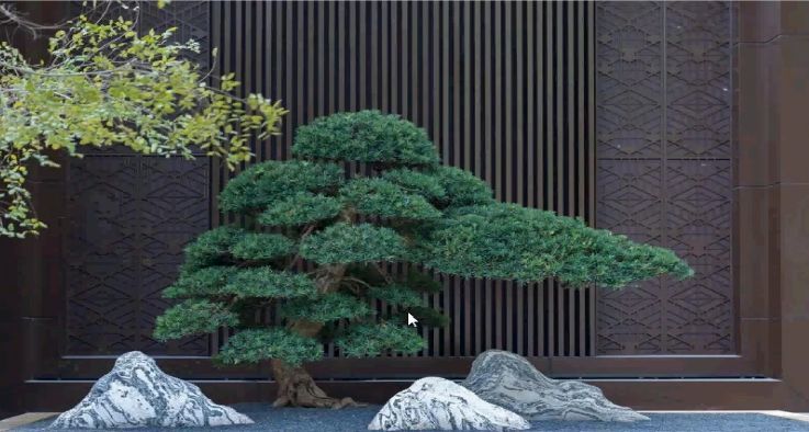 景墙与植物搭配附视频