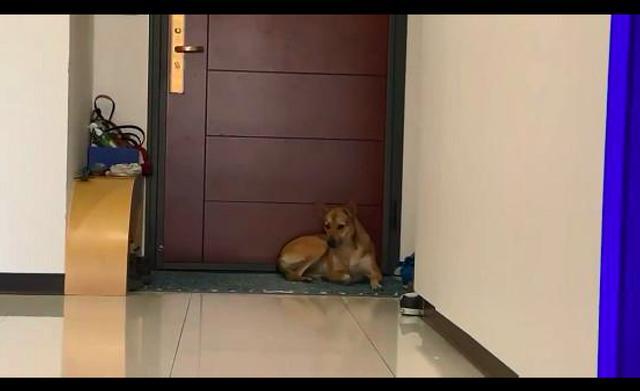 主人喂狗吃饭前要先剪指甲,它马上躲得远远的:不好意思打扰了!