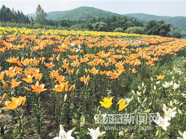 游客为五色百合花海千里而来