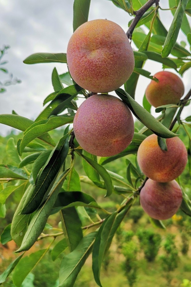 岭村奈李遍山红一口酸甜夏意浓