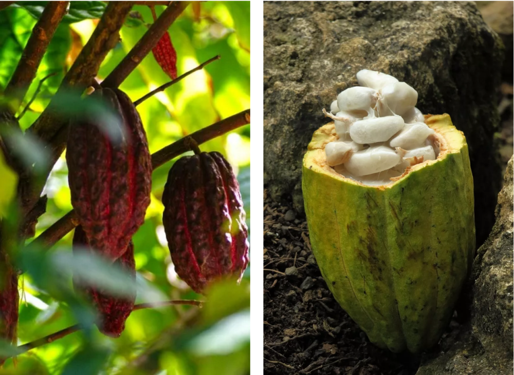 巧克力热销季你需要一份全方位解谜指南