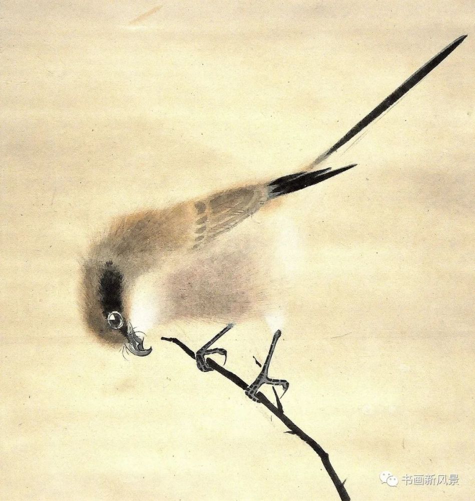 张其翼|都说他的花鸟，通灵入神，果不其然！