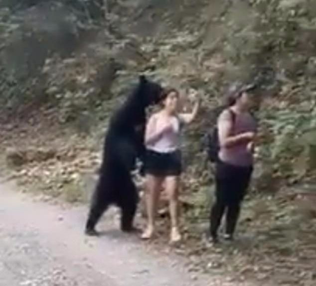 亚洲黑熊|路遇美女，墨西哥一头黑熊主动“搭讪”：我们来合个影！