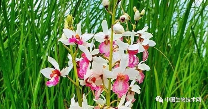 印度|一种珍稀濒危兰花，时隔118年在印度再次“亮相”