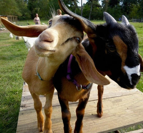 我接着说到,若是背着你,这会让我想到猪八戒背媳妇--费力不讨好.