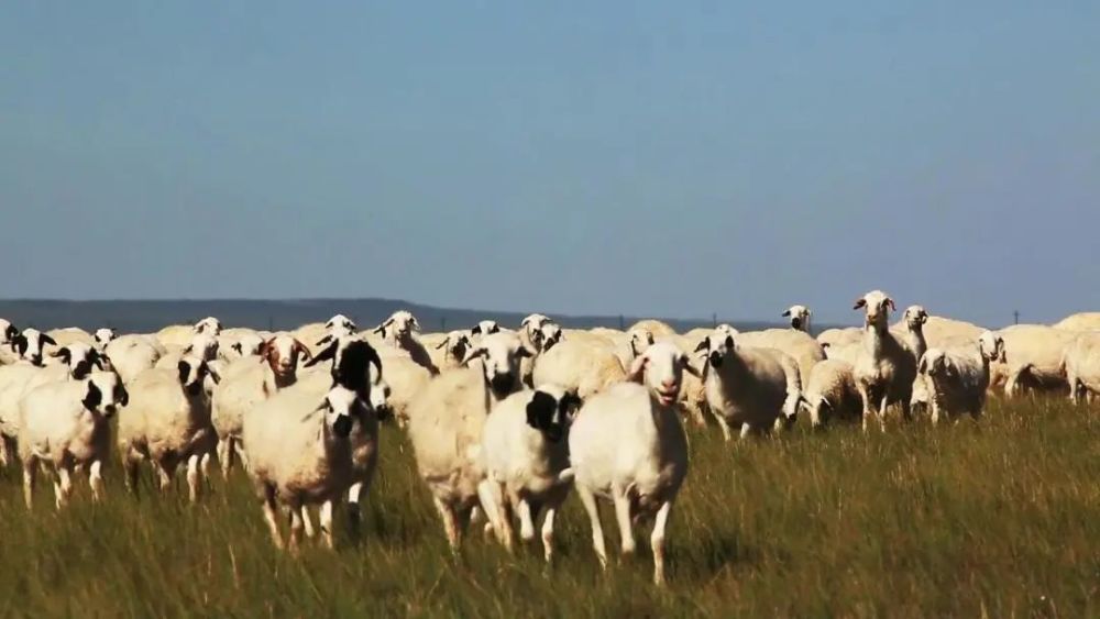 乌珠穆沁草原|东乌珠穆沁：金斯太遗址探源草原文明，商贸口岸客商云集