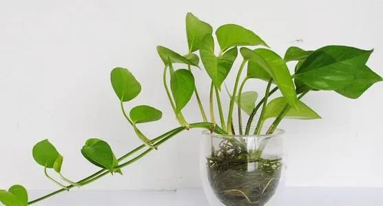 绿萝|绿萝，生活中的绿色精灵